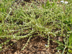 Harpagonella palmeri