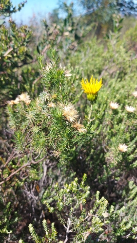 Image of Pteronia aspera by (c) Jacques van der Merwe, some rights reserved (CC BY-SA)