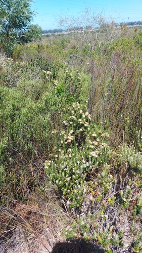Image of Pteronia aspera by (c) Jacques van der Merwe, some rights reserved (CC BY-SA)