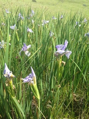 Iris longipetala