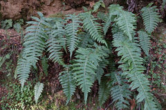 Cranfillia vulcanica