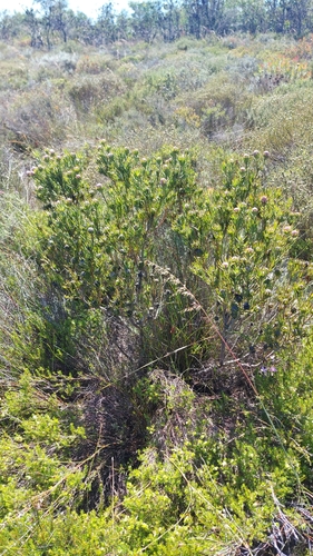 Image of Leucadendron lanigerum by (c) Jacques van der Merwe, some rights reserved (CC BY-SA)