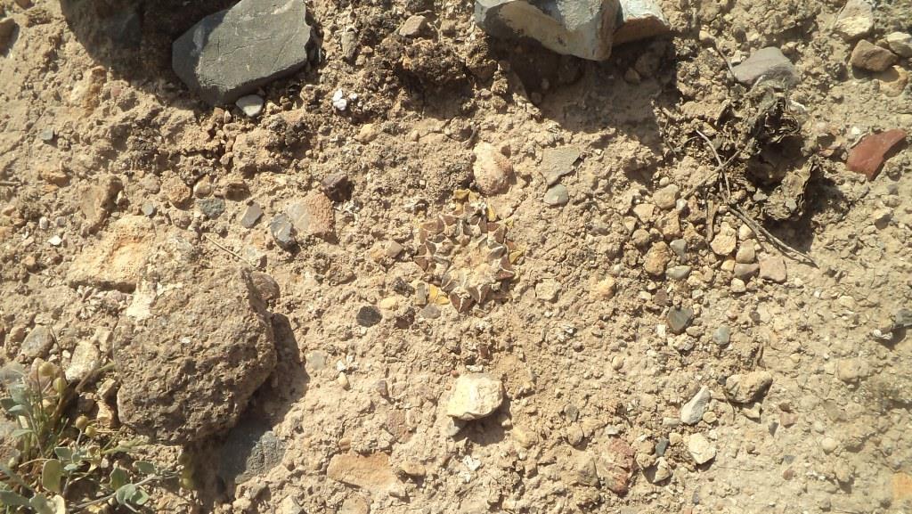 star rock in April 2016 by Pedro Nájera Quezada · iNaturalist