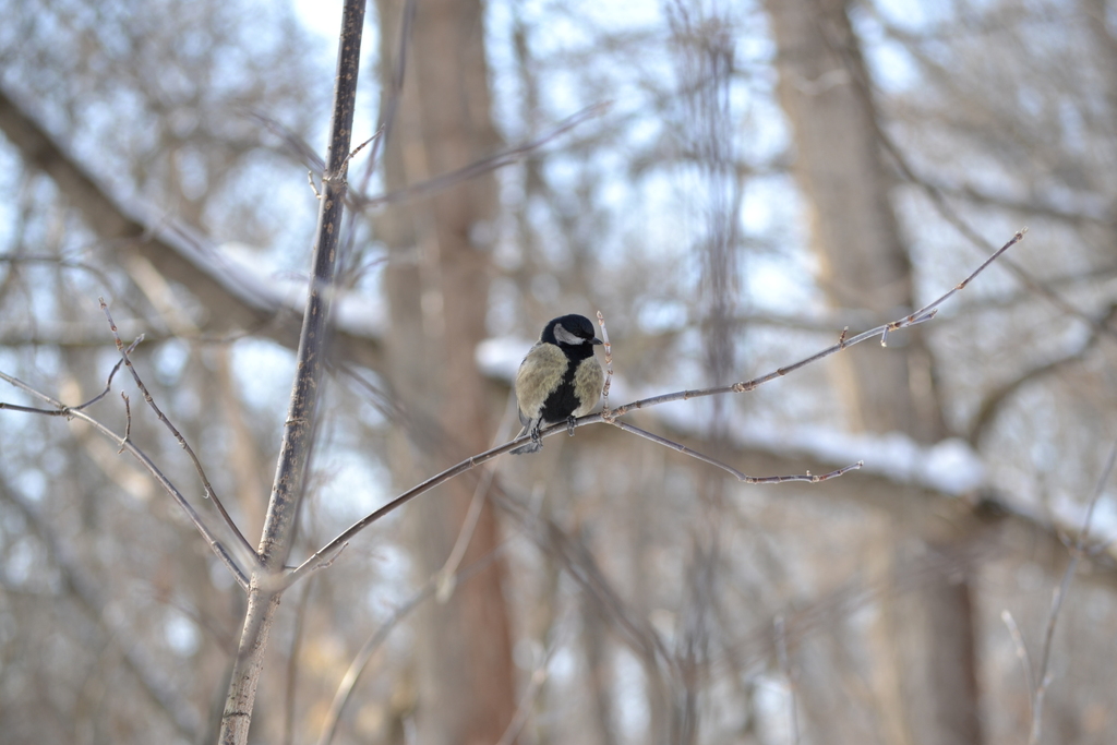 Great Tit from Октябрьский р-н, Самара, Самарская обл., Россия on March ...