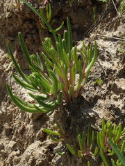 Dudleya multicaulis