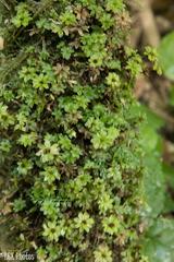 Rhodobryum