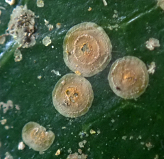 Phycopeltis