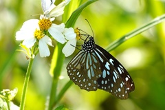 Tirumala limniace limniace