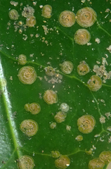 Phycopeltis