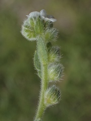 Plagiobothrys canescens canescens