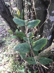 Lonicera hispidula