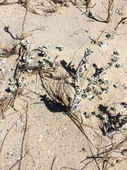 Artemisia stelleriana