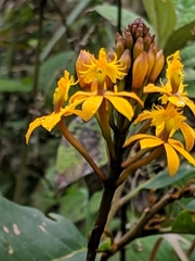 Epidendrum melinanthum