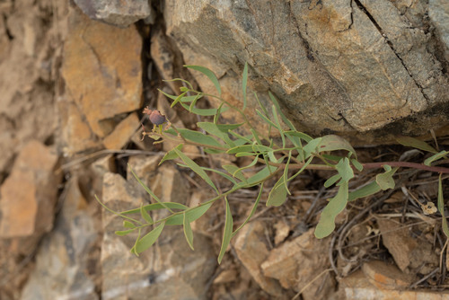 Pale Bastard Toadflax (Comandra pallida)
