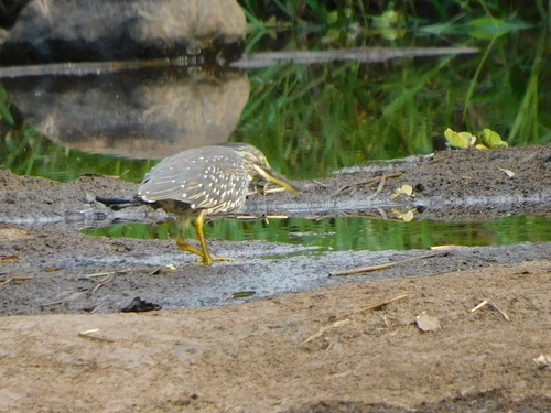 Sub-Saharan Little Heron