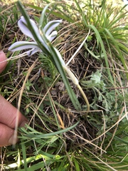 Androstephium coeruleum