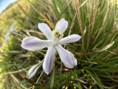 Androstephium coeruleum