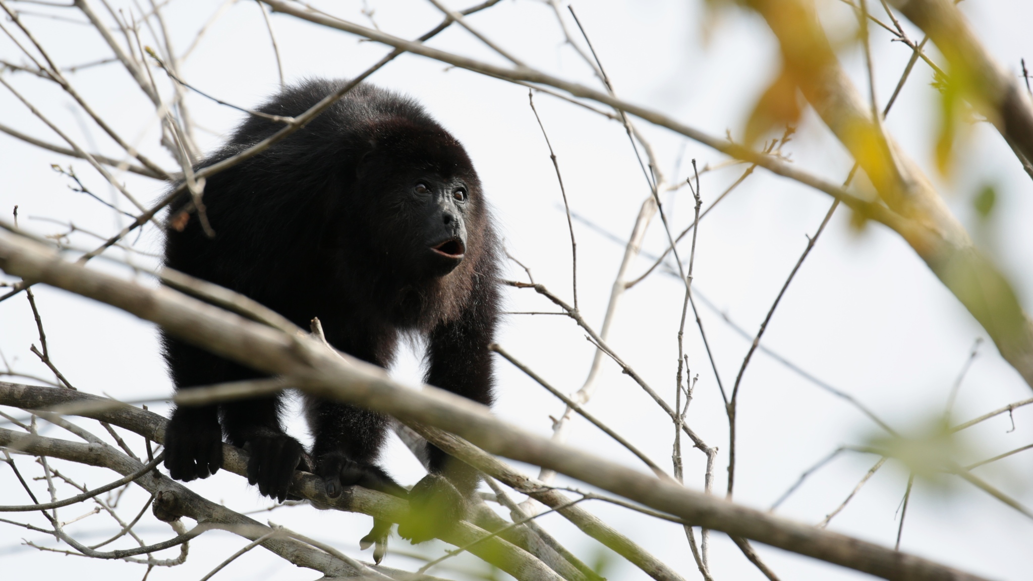 Yucatán Black Howler Monkey (Alouatta pigra) · iNaturalist