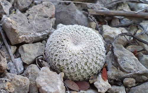 Epithelantha potosina