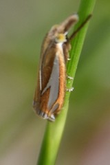 Crambus satrapellus