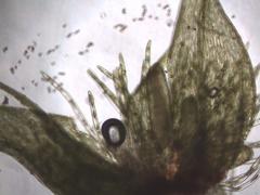 Ptychostomum pallescens