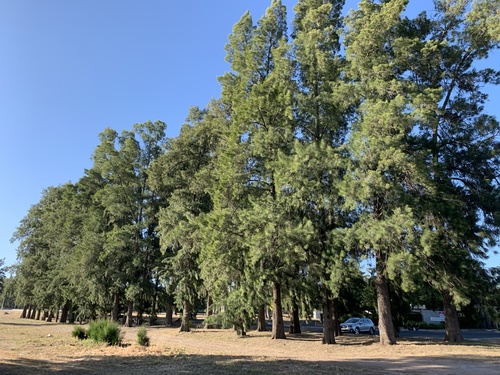 Casuarina cunninghamiana iNat (1)