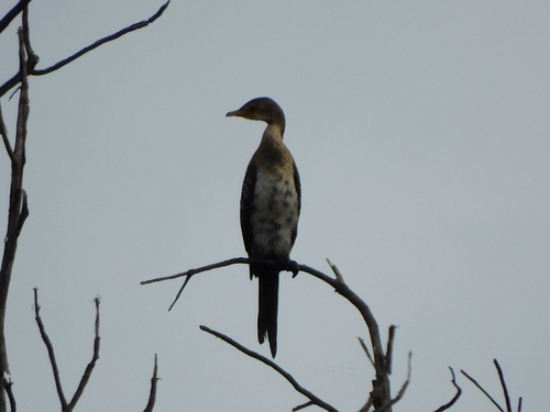 African Reed Cormorant