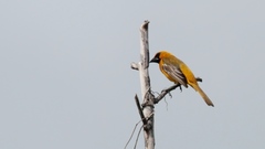 Icterus auratus