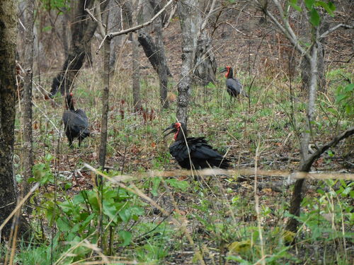 Southern Ground Hornbill