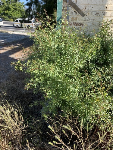 Searsia pendulina
