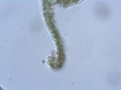 Ptychostomum pallescens