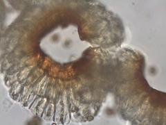 Ptychostomum pallescens