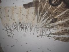 Ptychostomum pallescens