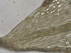 Ptychostomum pallescens