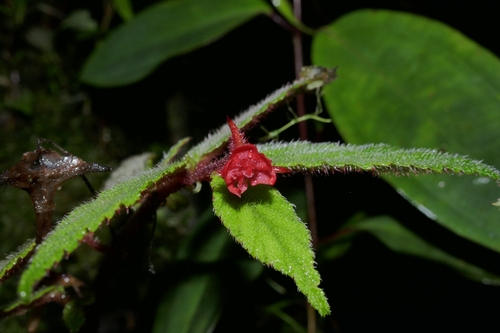 Image of Begonia urticae by (c) Daniel Mesa, some rights reserved (CC BY)