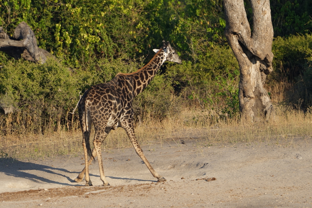 Giraffa giraffa, Chobe, Botswana, by yong_tong