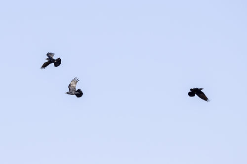 iNaturalist observation photo of Common Raven