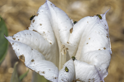 iNaturalist observation photo of Sacred Datura