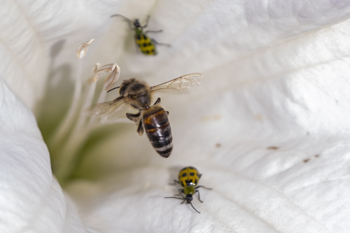 iNaturalist observation photo of Western Honey Bee