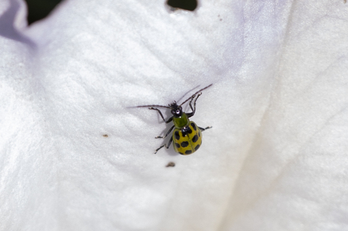 iNaturalist observation photo of Spotted Cucumber Beetle