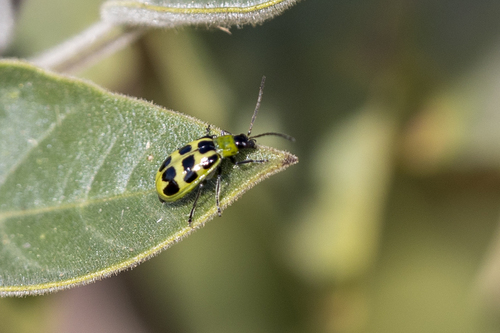 iNaturalist observation photo of Spotted Cucumber Beetle