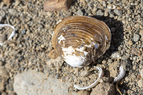 iNaturalist observation photo of Asian Clam