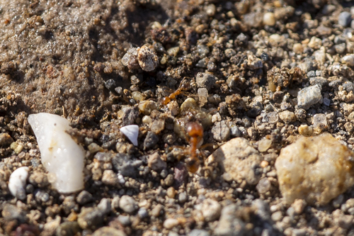 iNaturalist observation photo of Hyatt's Big-headed Ant