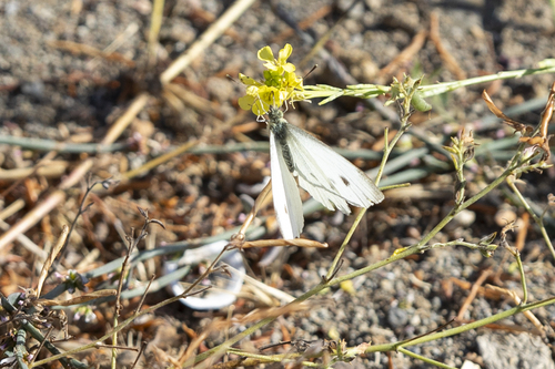 iNaturalist observation photo of Small White