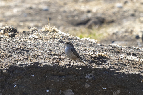 iNaturalist observation photo of Rock Wren