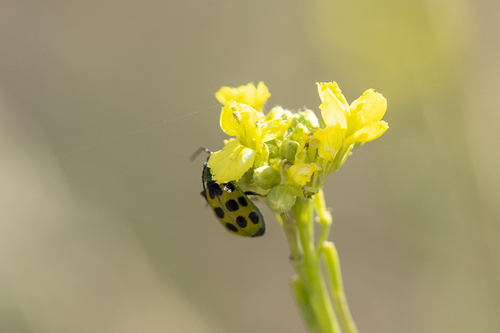 iNaturalist observation photo of Spotted Cucumber Beetle