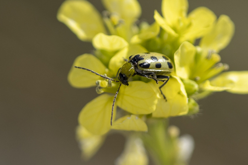 iNaturalist observation photo of Spotted Cucumber Beetle
