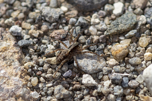 iNaturalist observation photo of Wolf Spiders