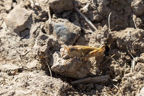 iNaturalist observation photo of Devastating Grasshopper