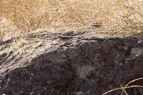 iNaturalist observation photo of American Pipit